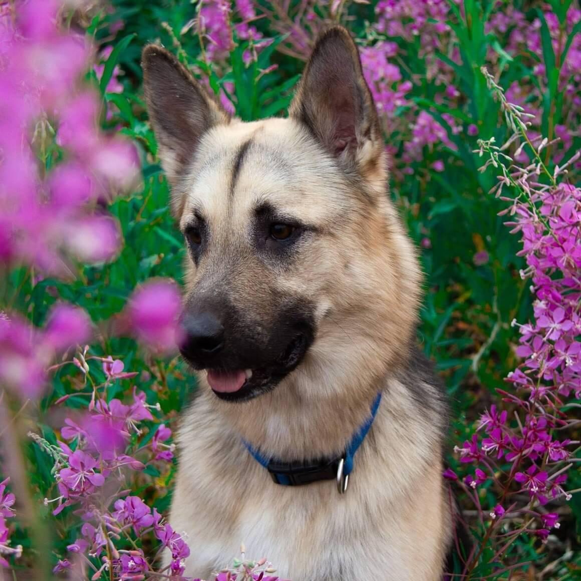 A German Shepherd among pink fireweed flowers.