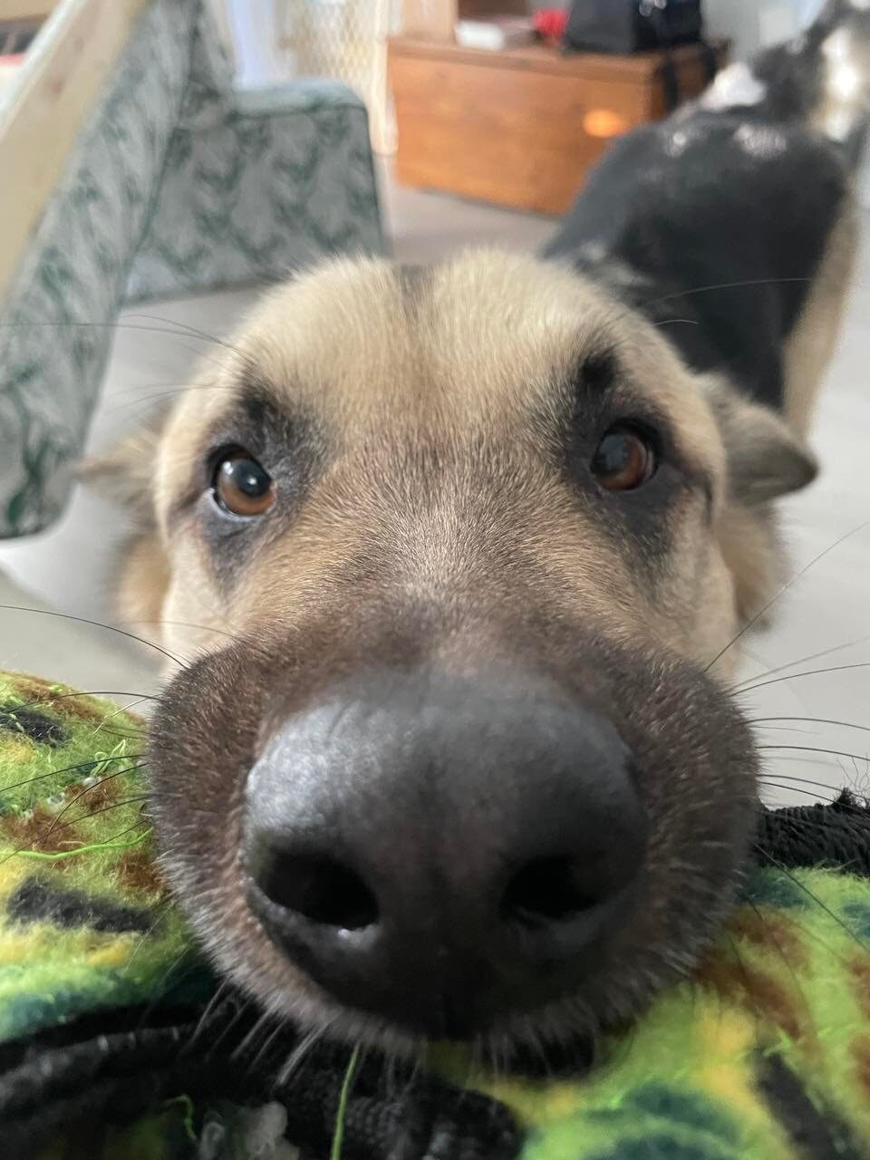 A German shepherd's snoot, close up.