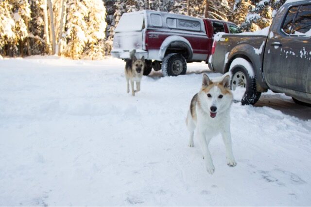 Two dogs running near pickup trucks in fresh snow.