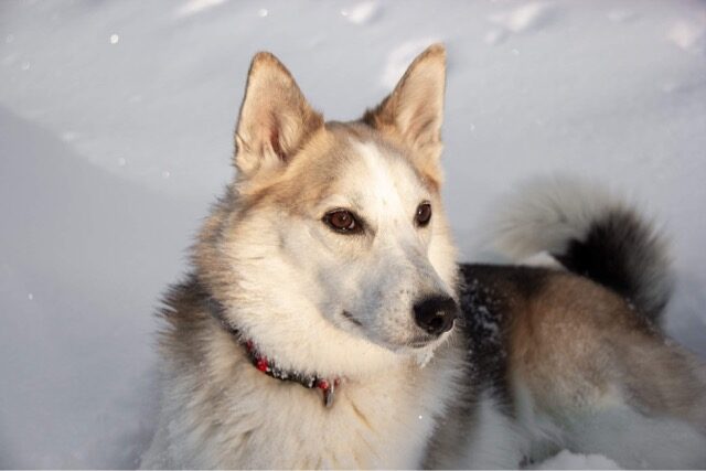 A husky-shepherd resting in fresh snow.
